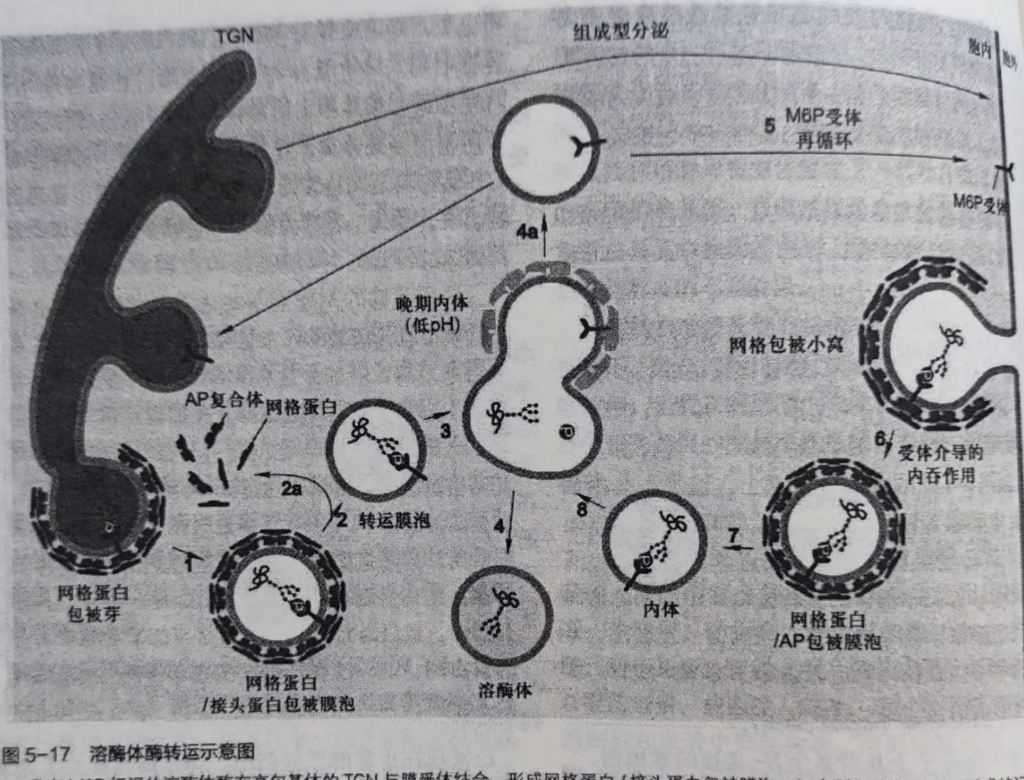 溶酶体的结构和功能图片