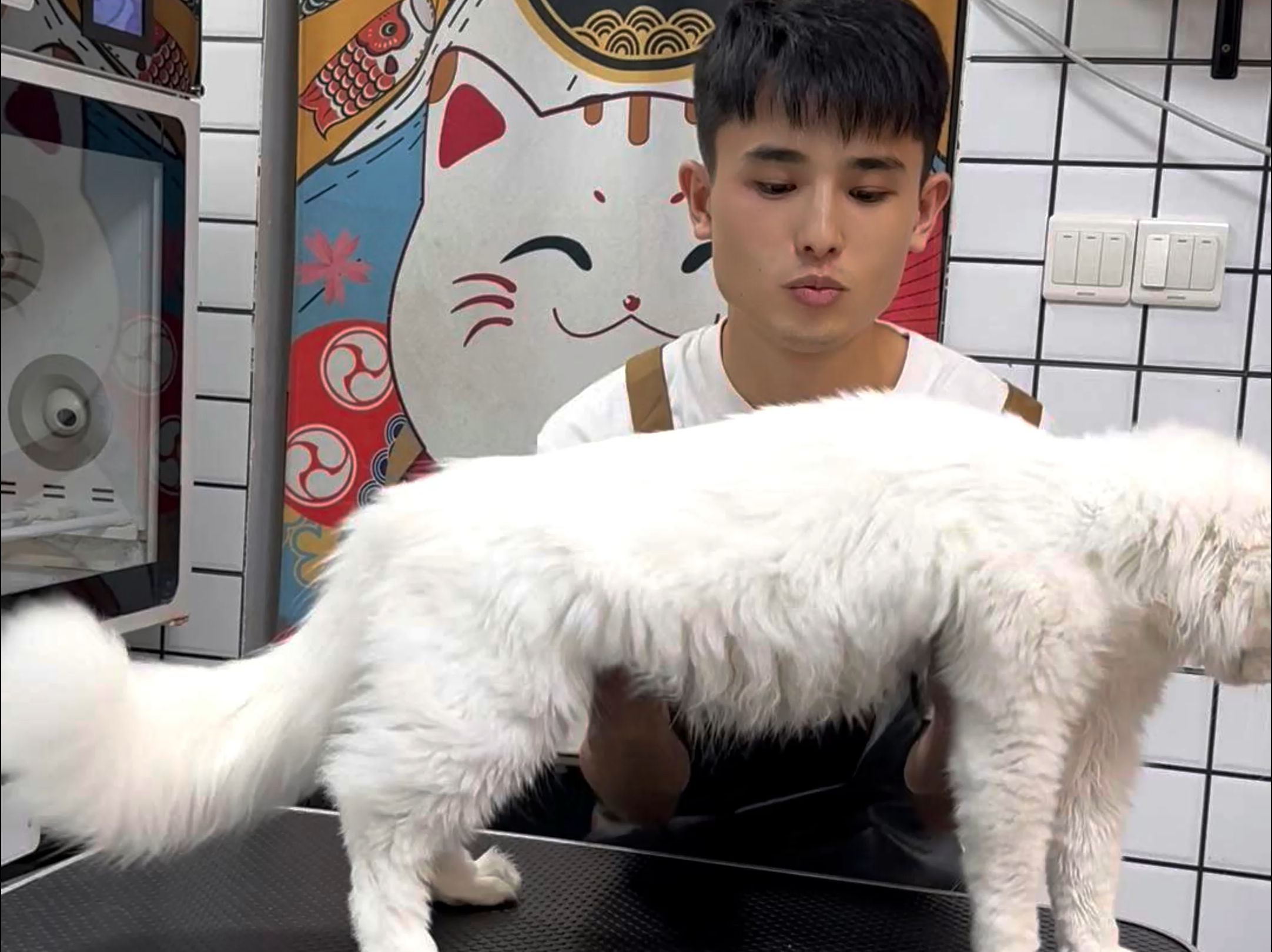 超乖巨型缅因猫洗护海报