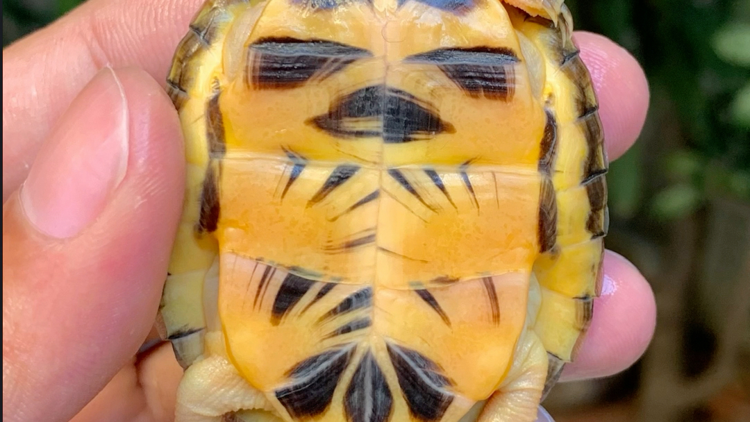 极品金头闭壳龟苗稀有品种龟宠时代