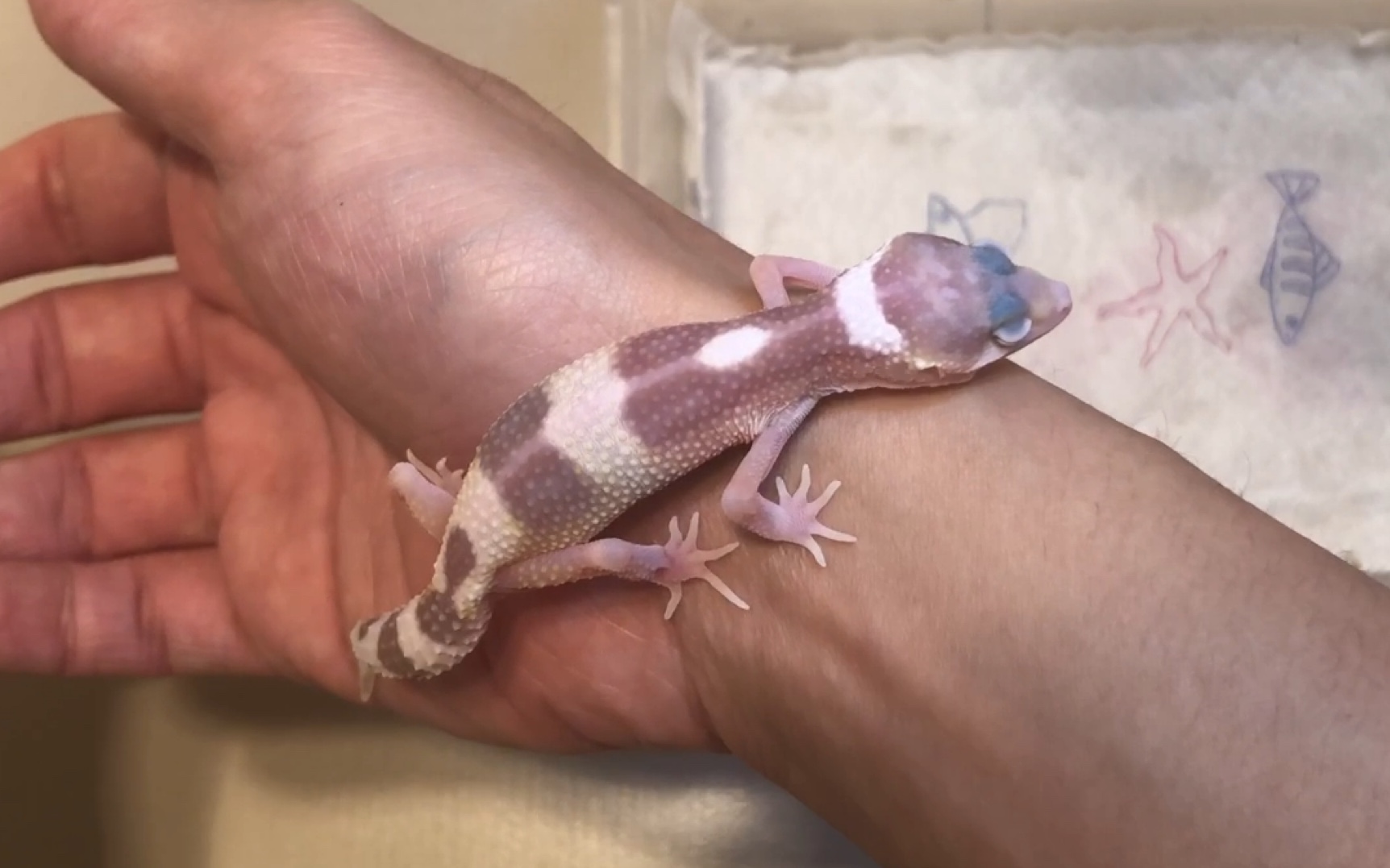 豹纹守宫开箱视频 sr巨人