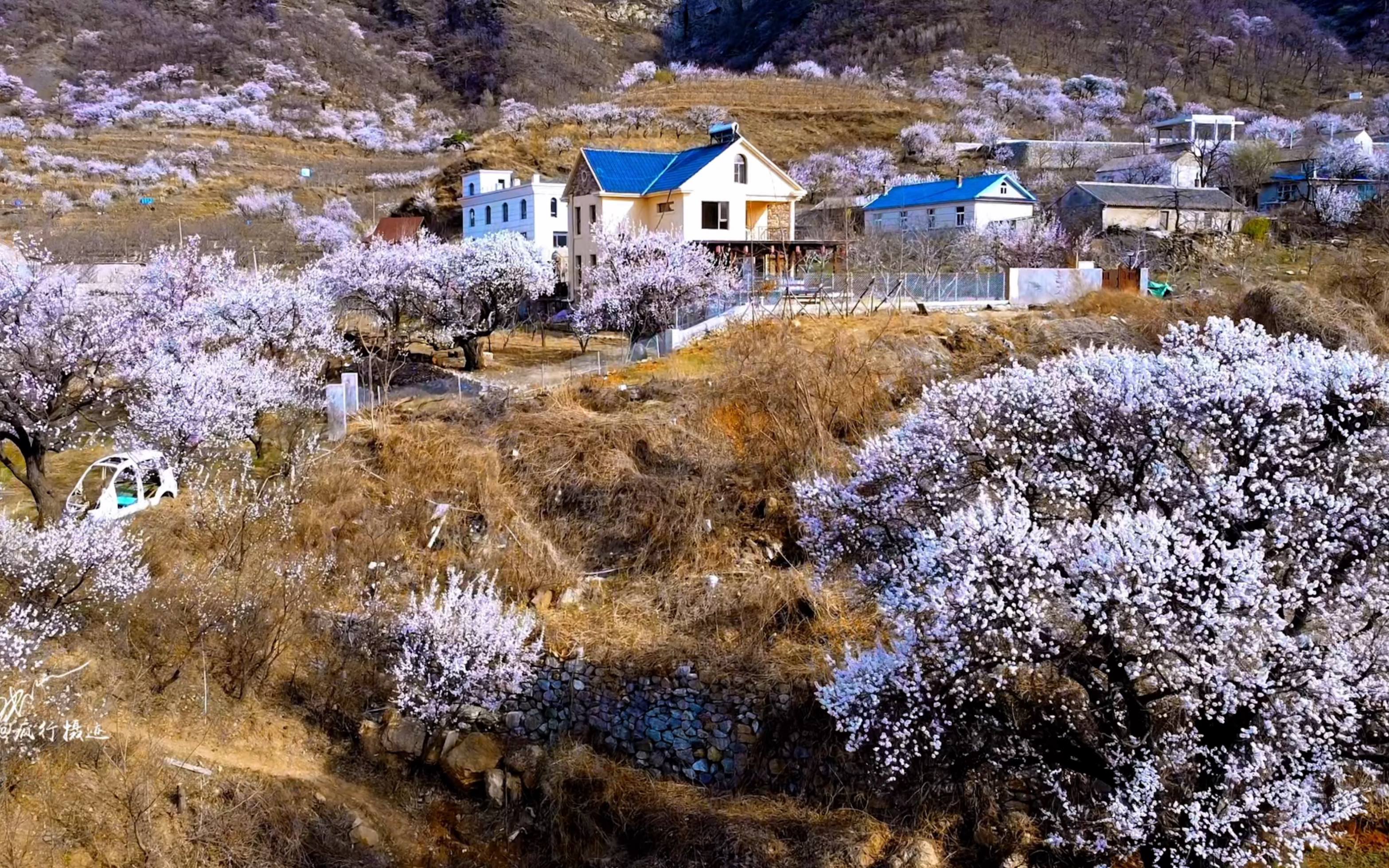 [图]生活美好，值得期待｜阁条沟｜杏花盛开时