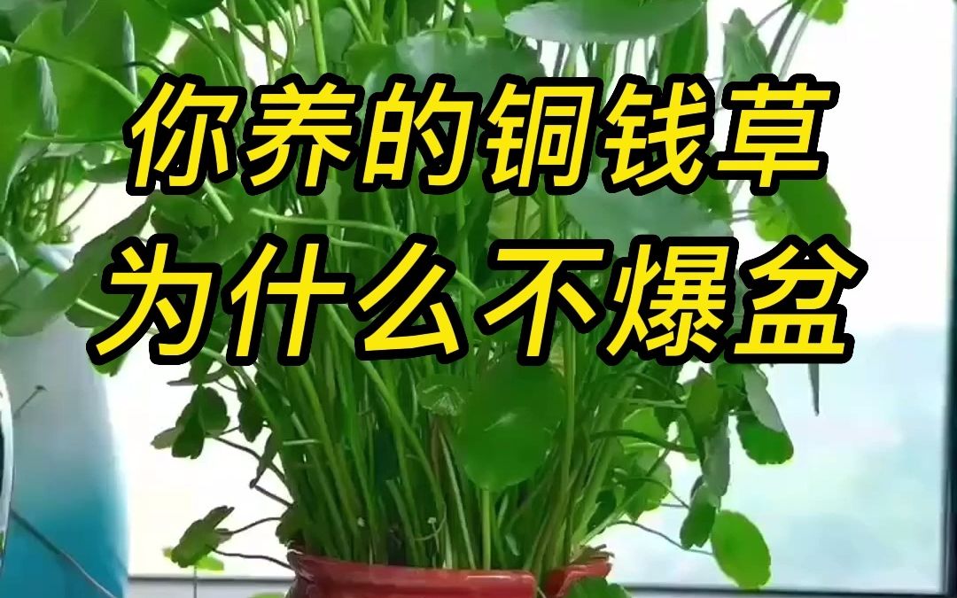 水培铜钱草怎么养能爆盆?哔哩哔哩bilibili