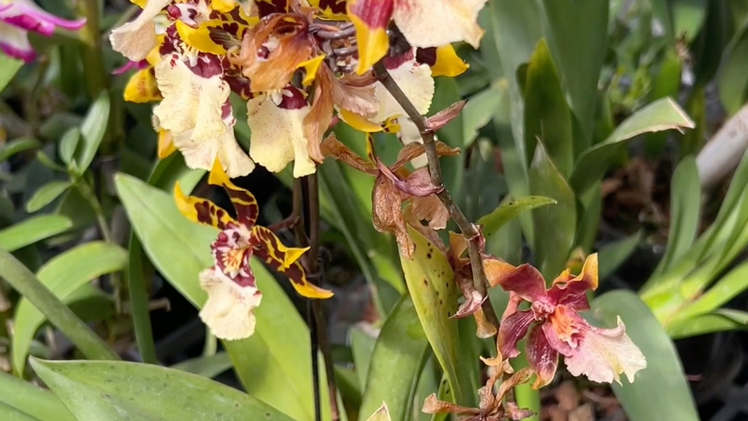 文心兰不出花剑的几个原因