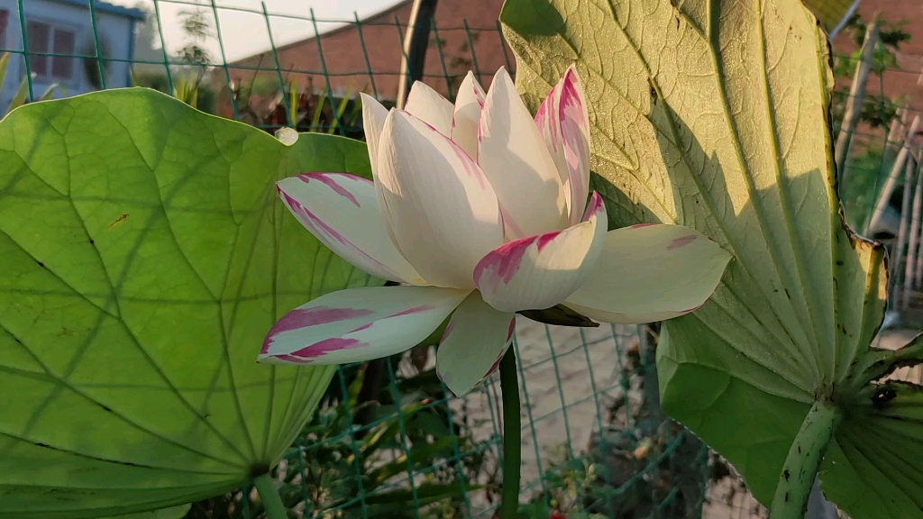 洒锦荷花一天四海