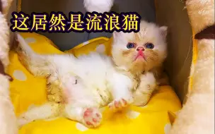 Descargar video: 野外捡到的流浪猫，带回家洗干净后，颜值直达天花板