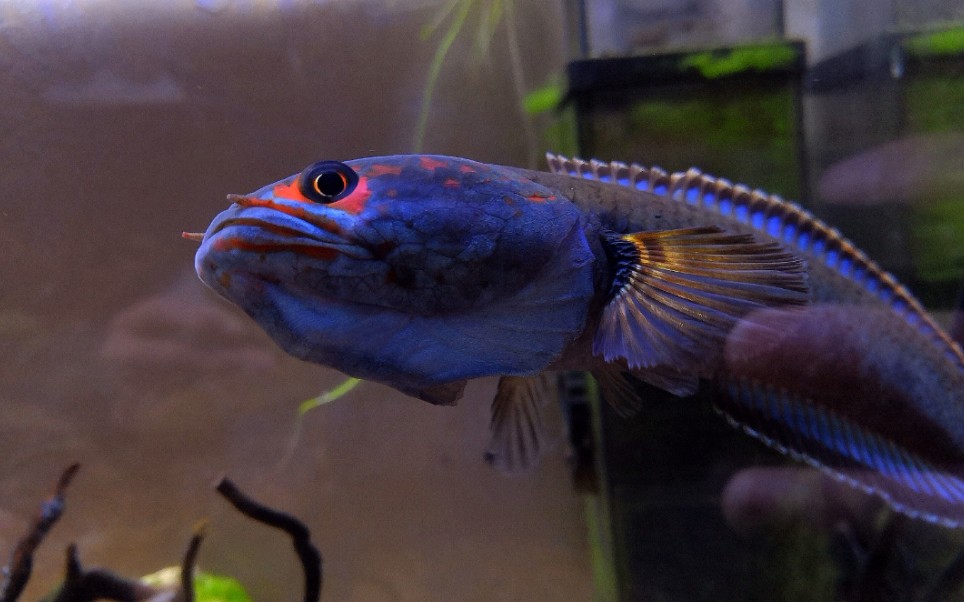 冰与火,血斑一型雷龙