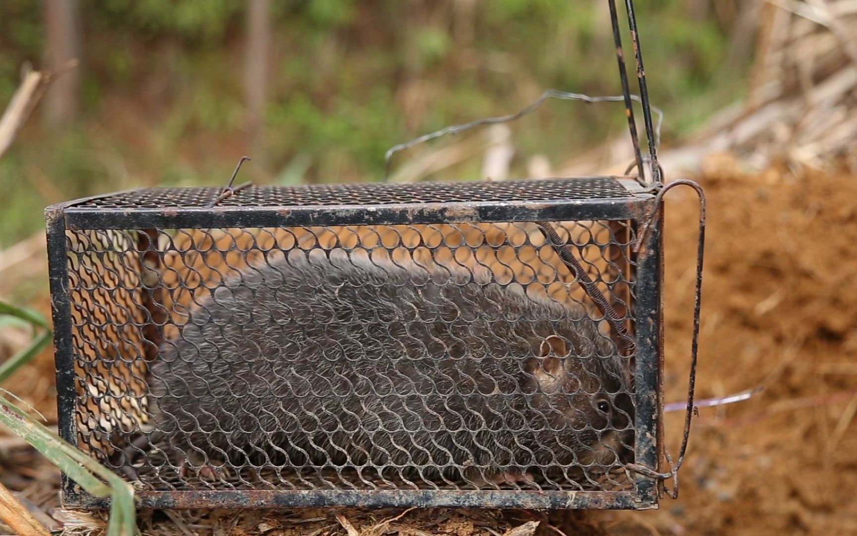 农村小伙挖竹鼠,2个人大汗淋漓,1只2斤重的竹鼠就到手了