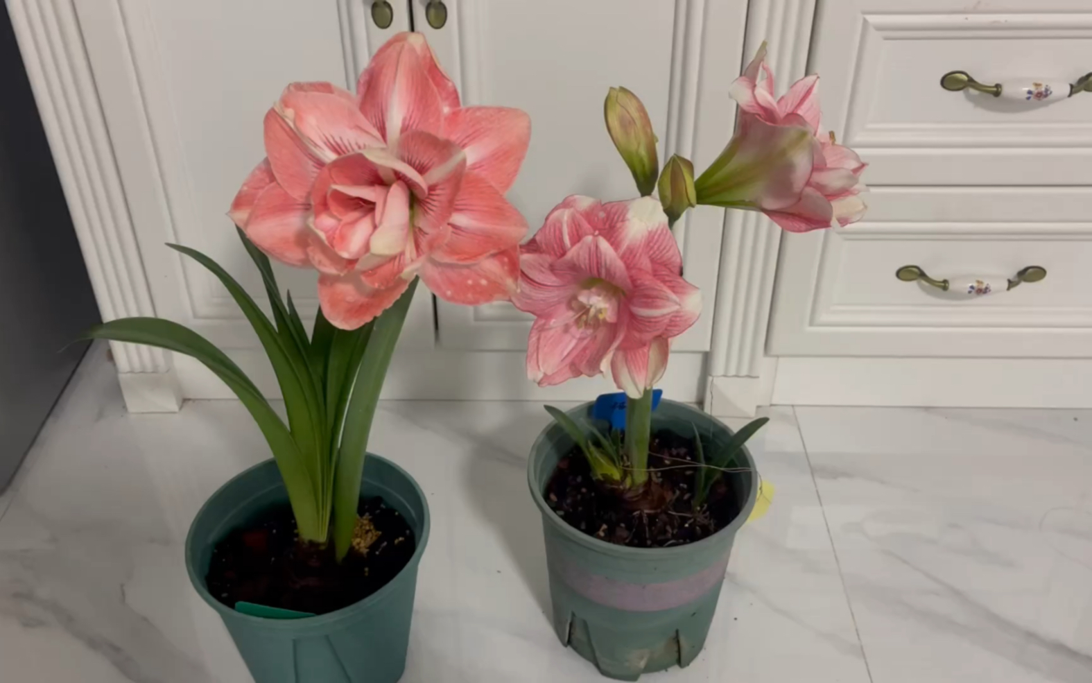 朱顶红 兰尼和卡布鲁斯开花,美晕了