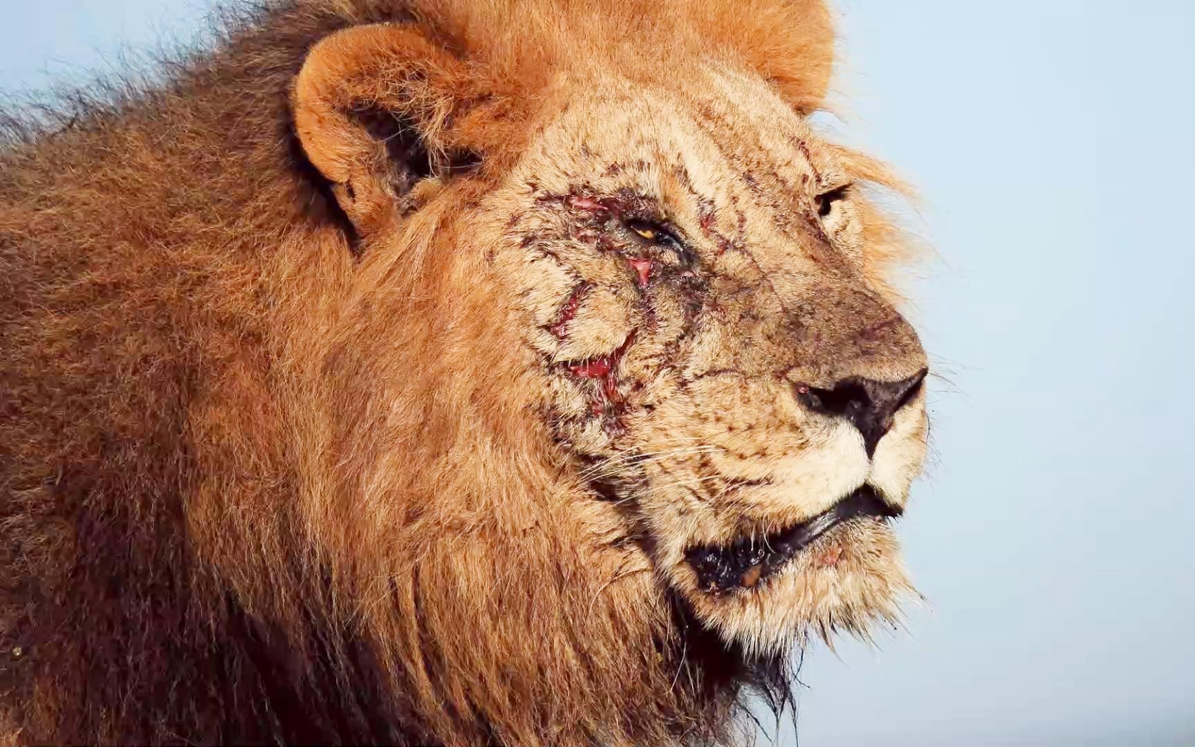 2头黑鬃狮王为王国而战,伤痕满面触目惊心
