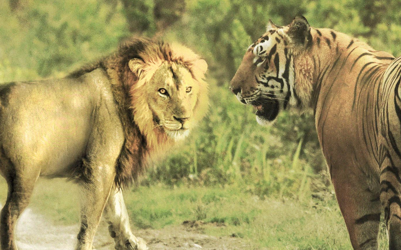 韩国爱乐宝狮虎园2006年16强虎飞和狮群全面开战一只小狮子被虎飞打成