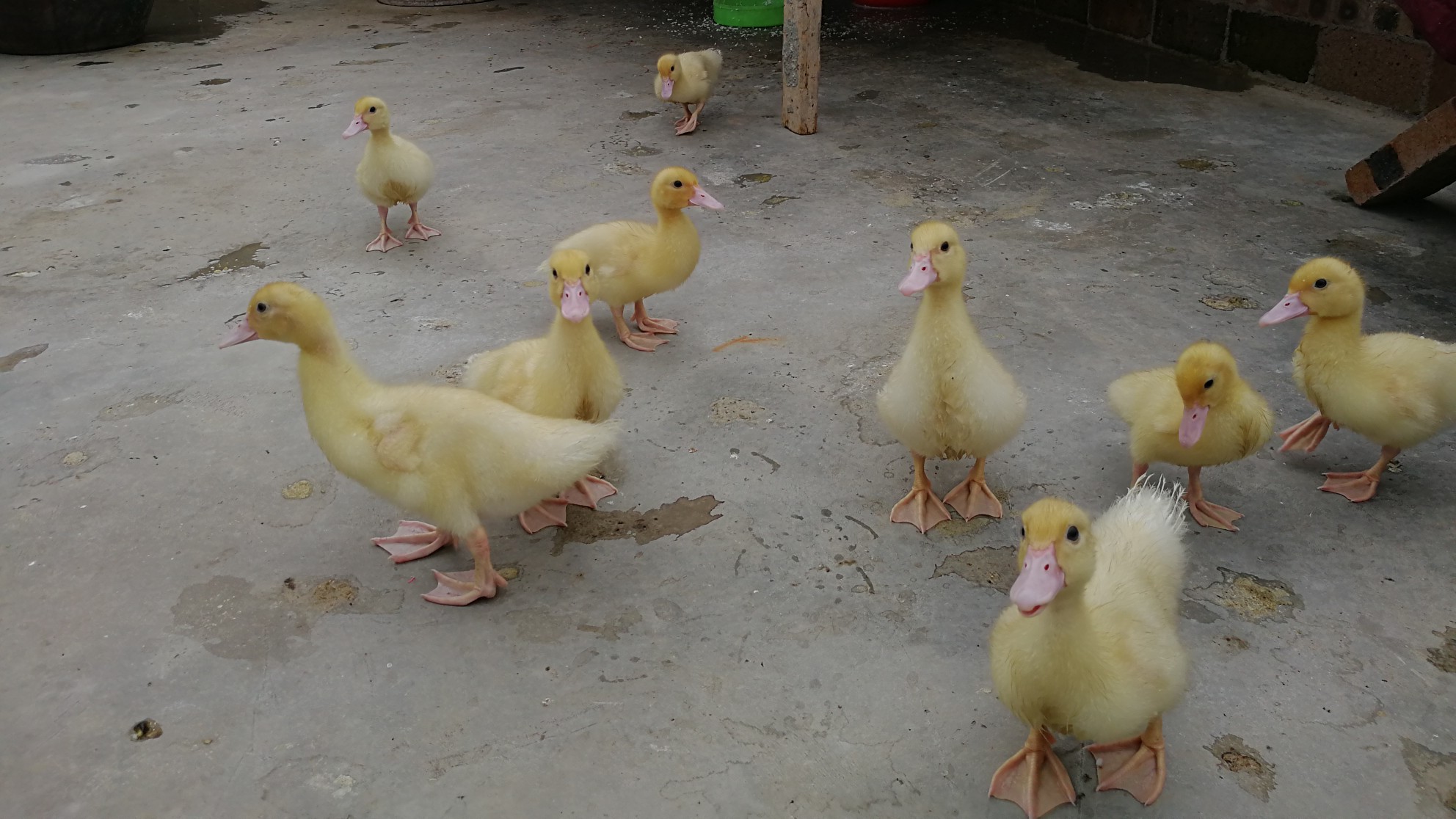 自己家三月份养的小鸭子