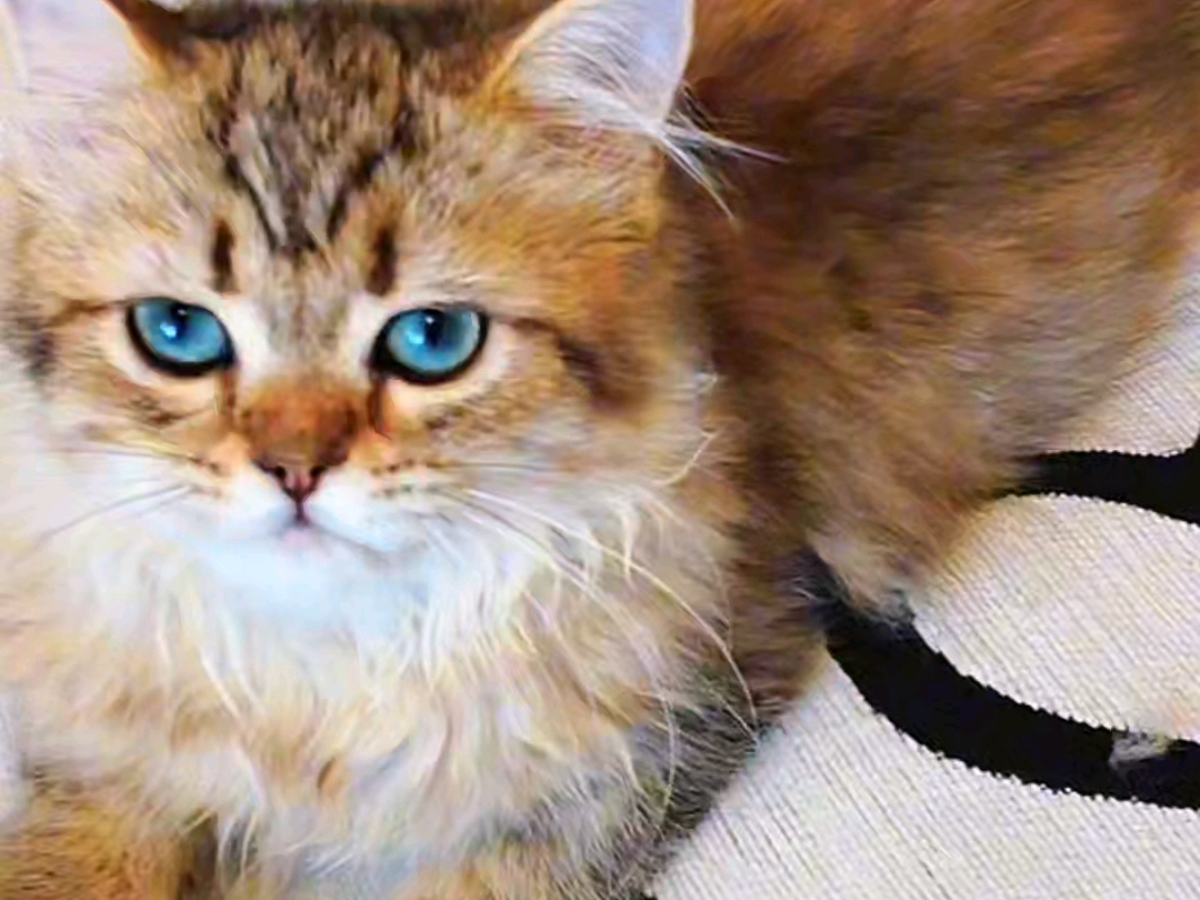 那只被我带回家的流浪小奶猫如今怎样啦？快来看看呀～