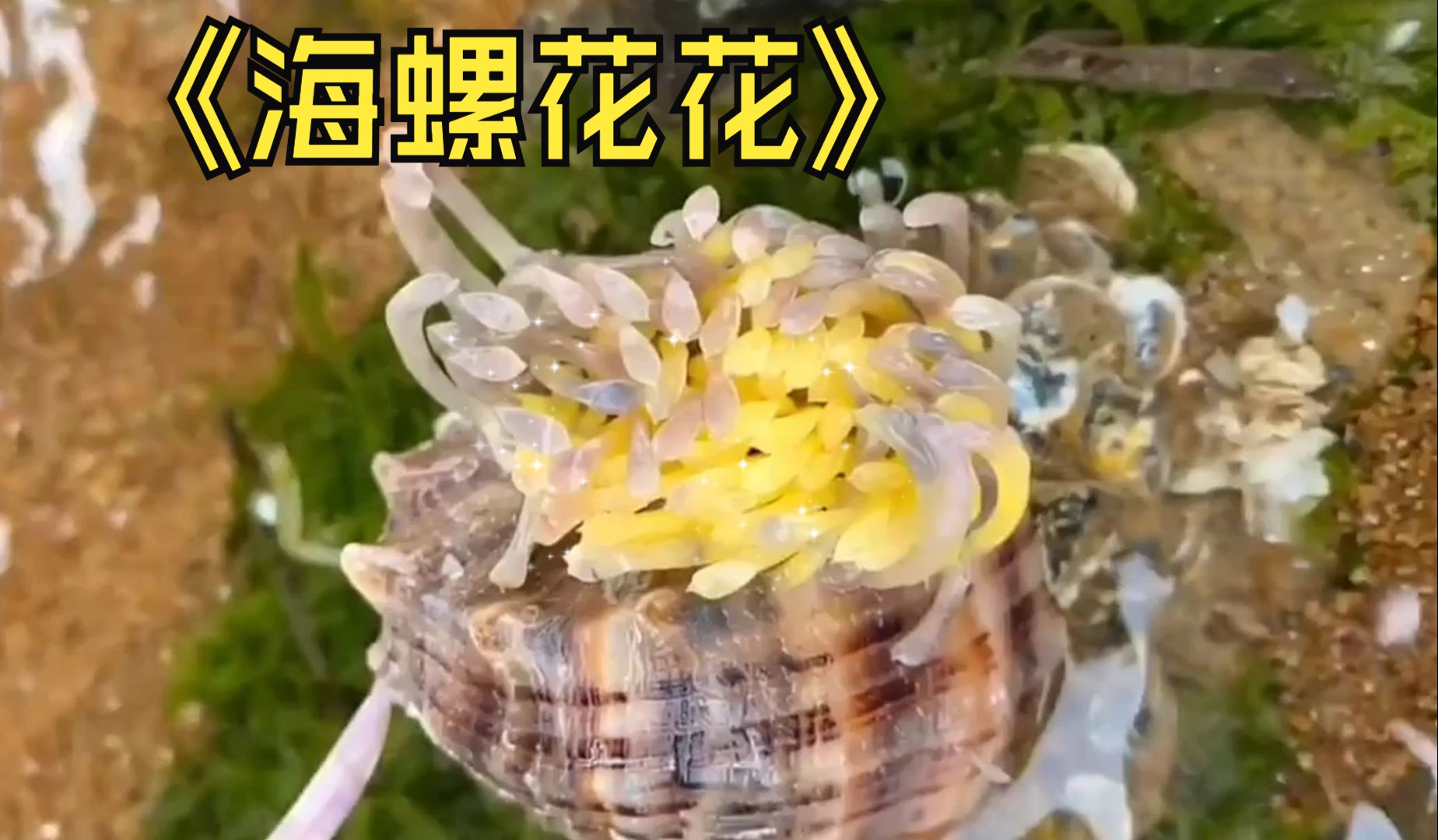 赶海发现海螺花花猫眼螺哦