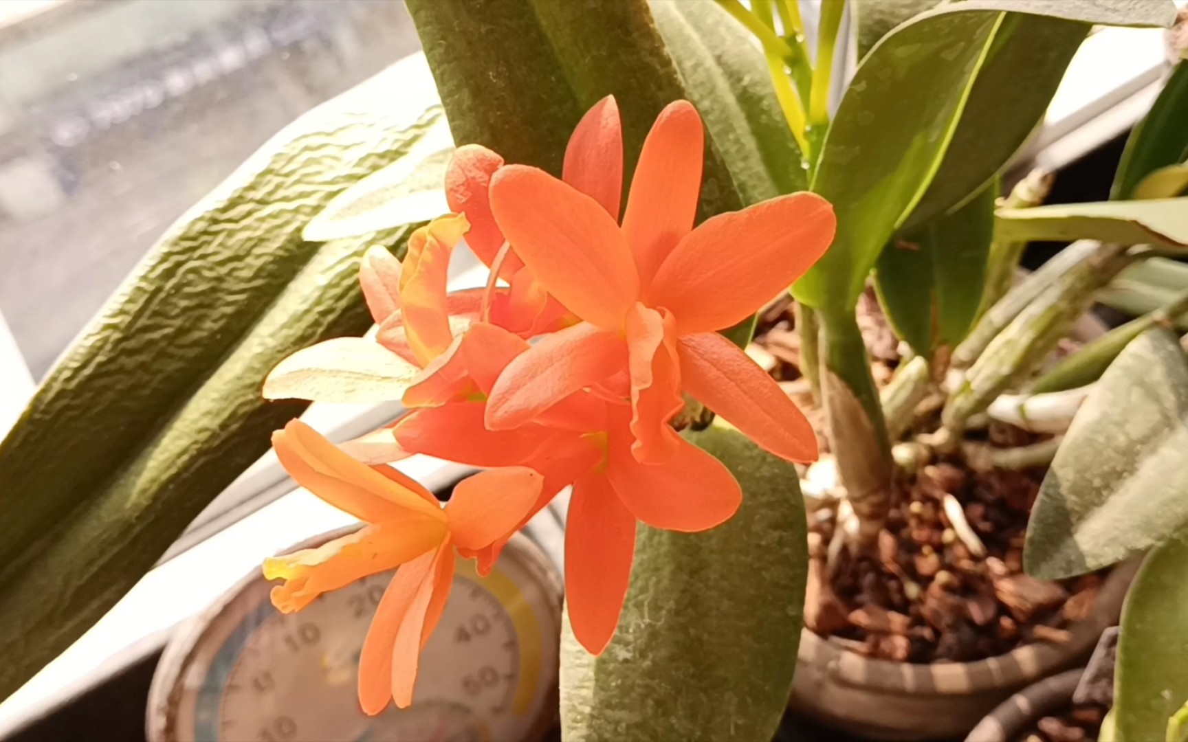 我第一株开花的卡特兰「金满意」