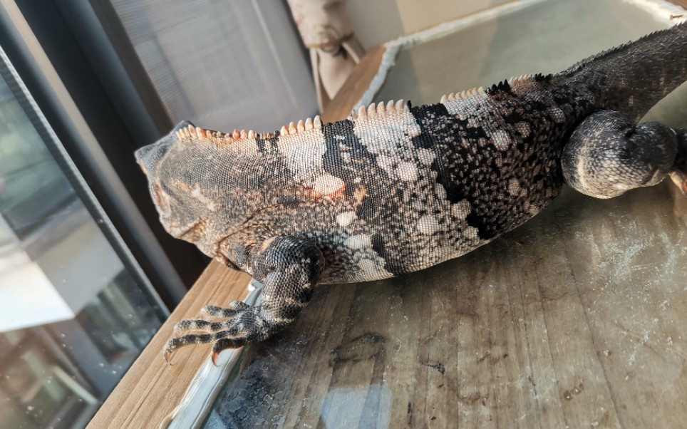 活动作品中美刺尾鬣蜥一觉醒来日光正暖