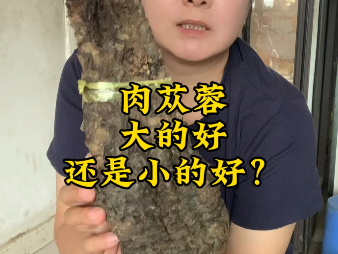 肉苁蓉选大的还是小的好?哔哩哔哩bilibili