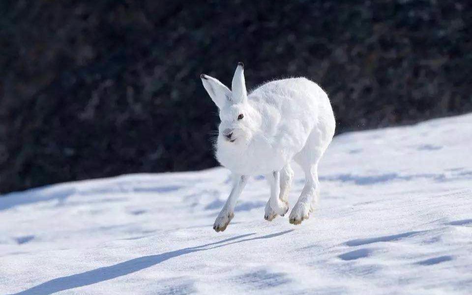 世界上最快的兔子什么样?当北极兔站起来跑,豹子都追不上它!