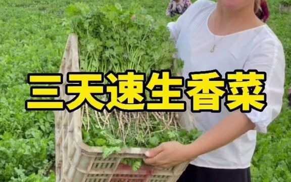 [图]【聊三农】香菜的学名叫芫荽，它的钙含量是牛奶的6倍啊，脆香甜让人无法拒绝