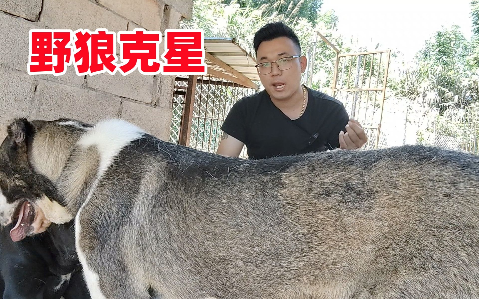 [图]狼群克星，爱尔兰猎狼犬与中亚咬狼犬后代有多少彪悍