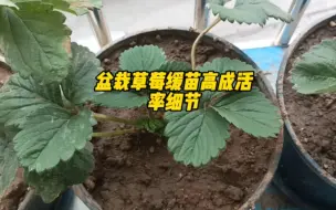 Скачать видео: 盆栽草莓缓苗高成活率细节