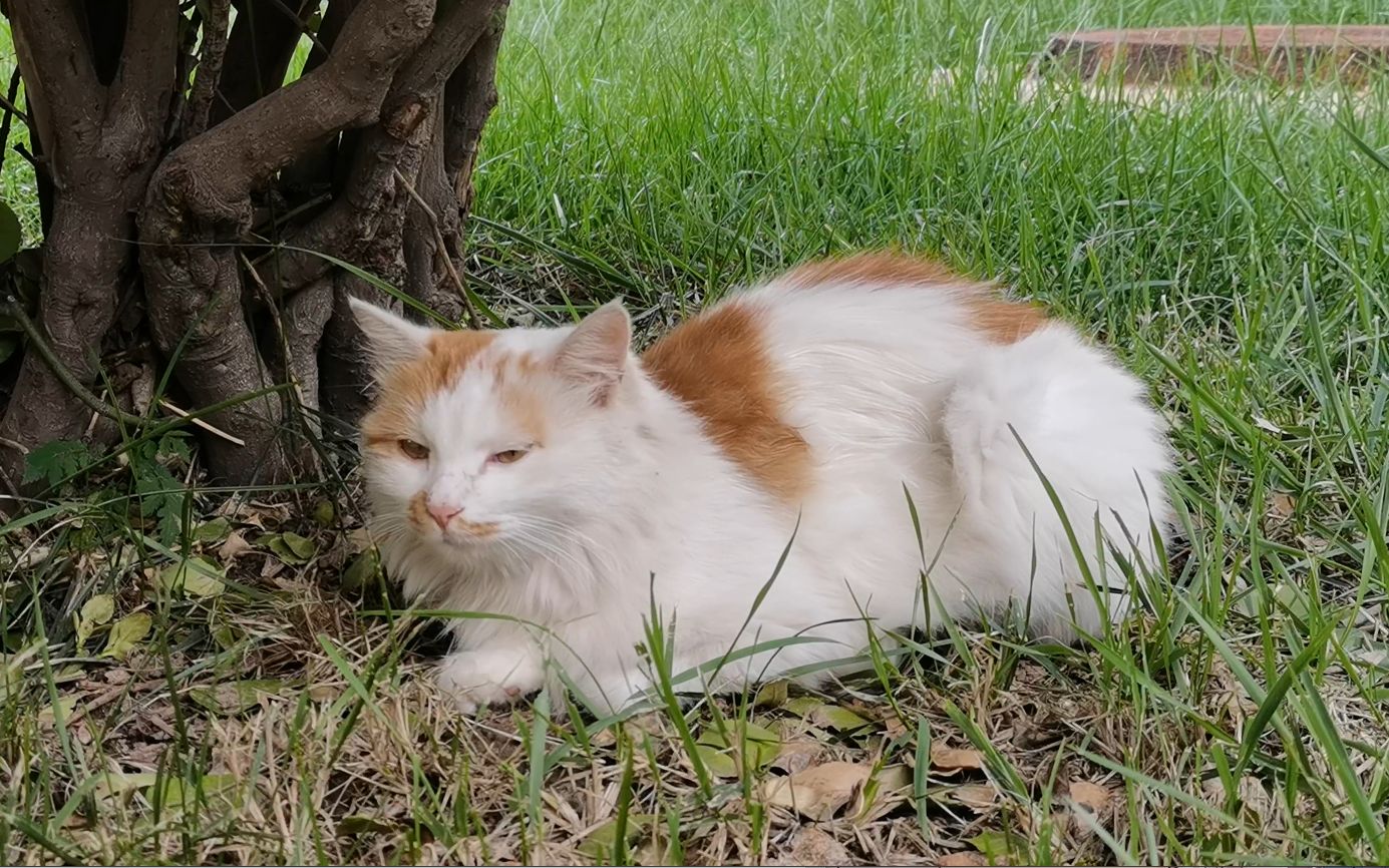 《晴天》——猫的失恋故事 #河南理工大学# 北校区限定_哔哩哔哩_bili