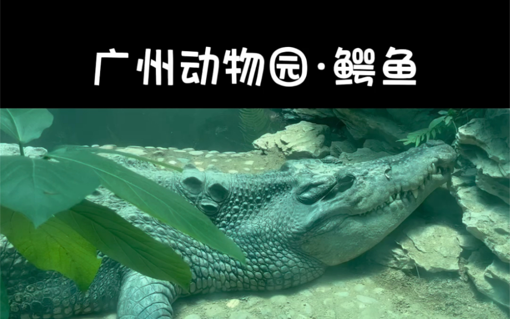 假期好去处,来广州动物园看鳄鱼呀!