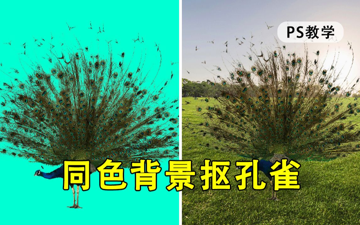 【PS教程】万物皆可抠!今天教你一招同色背景如何秒抠孔雀哔哩哔哩bilibili