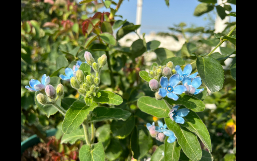 草花类:蓝星花,红烧牛肉面的味道,叶子毛绒质感,增加互动性.;球菊,好种;风铃,持续开花;非洲菊切花超推荐;百合花准备淘汰了.哔哩哔哩...