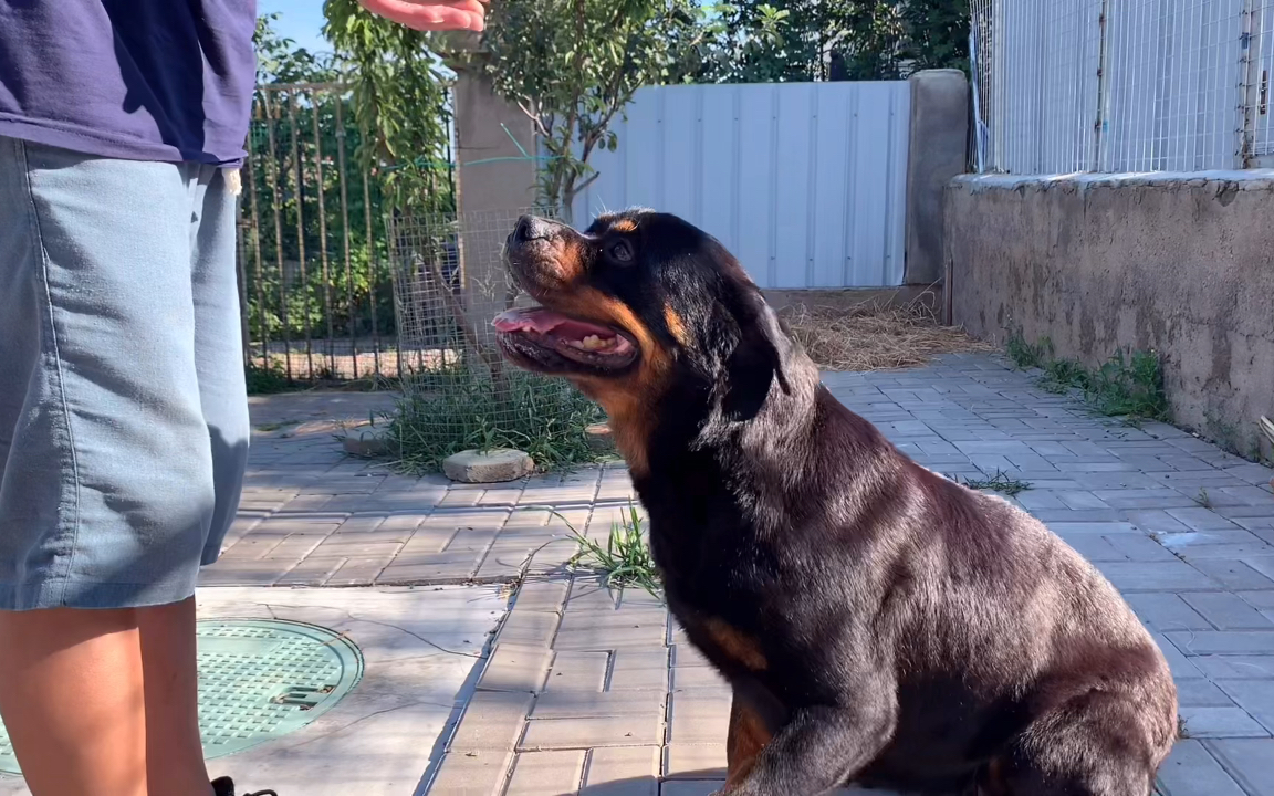 看看犬舍功勋罗威纳犬!超级公狗小曼波后代!等再久都值得!哔哩哔哩bilibili