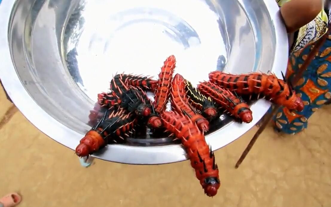 非洲猎奇 - 资源合集 - 小不点搜索