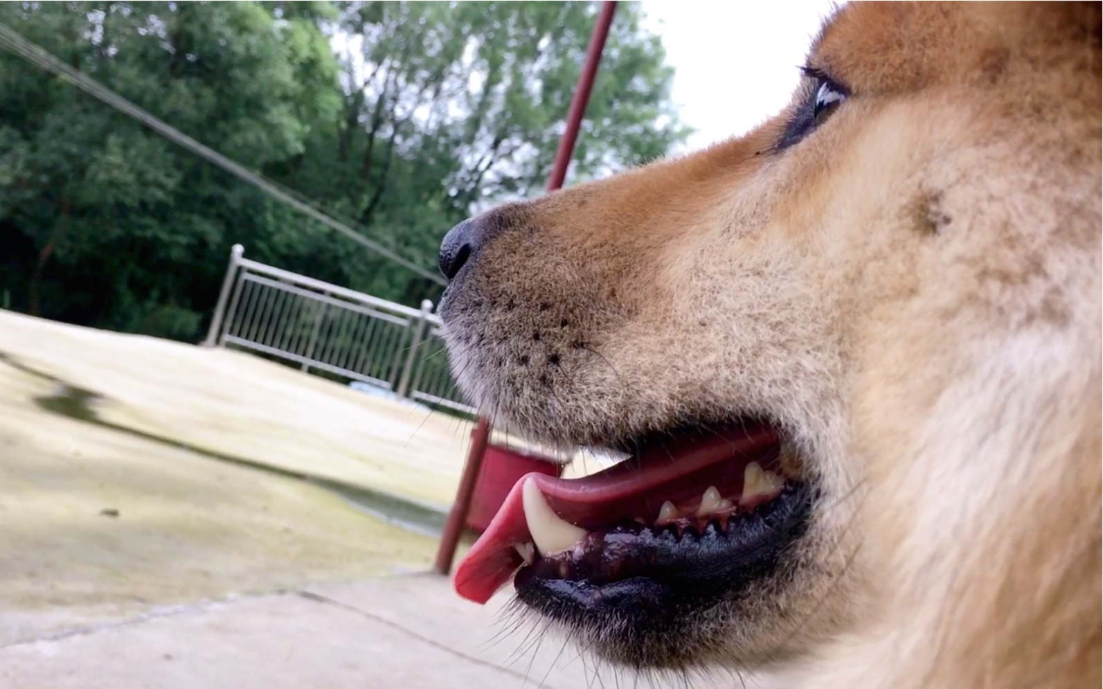 狗子叮当的看门视角,侧脸这么帅是怎么回事?