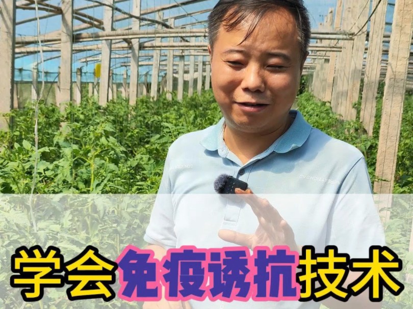 免疫诱抗技术,提高病毒病发防控能力!哔哩哔哩bilibili