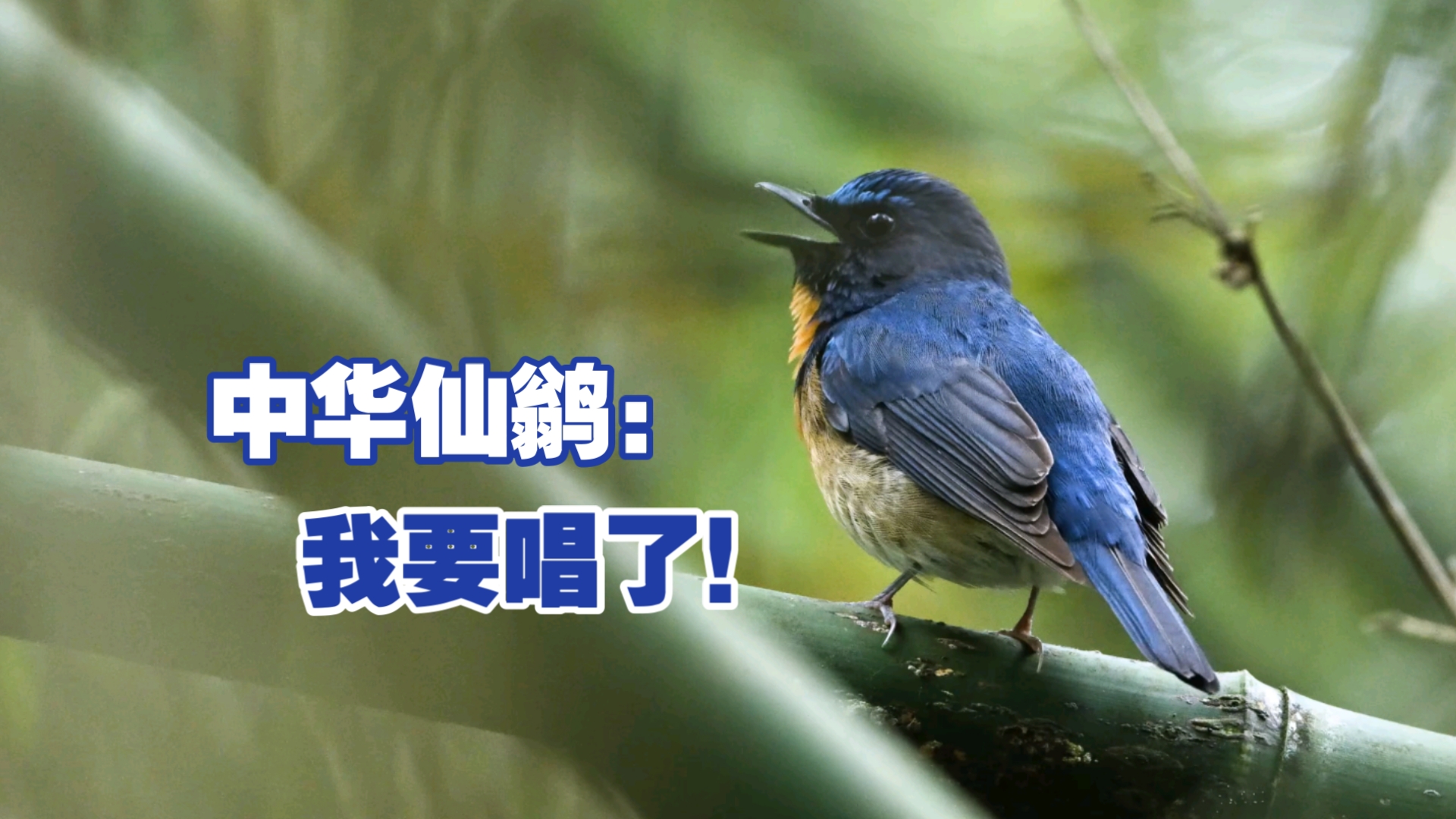 我要唱歌，全民k歌打开我要唱歌