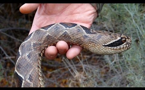 【手杖大爷#56】木雕响尾蛇手杖wood carved rattlesnake walking