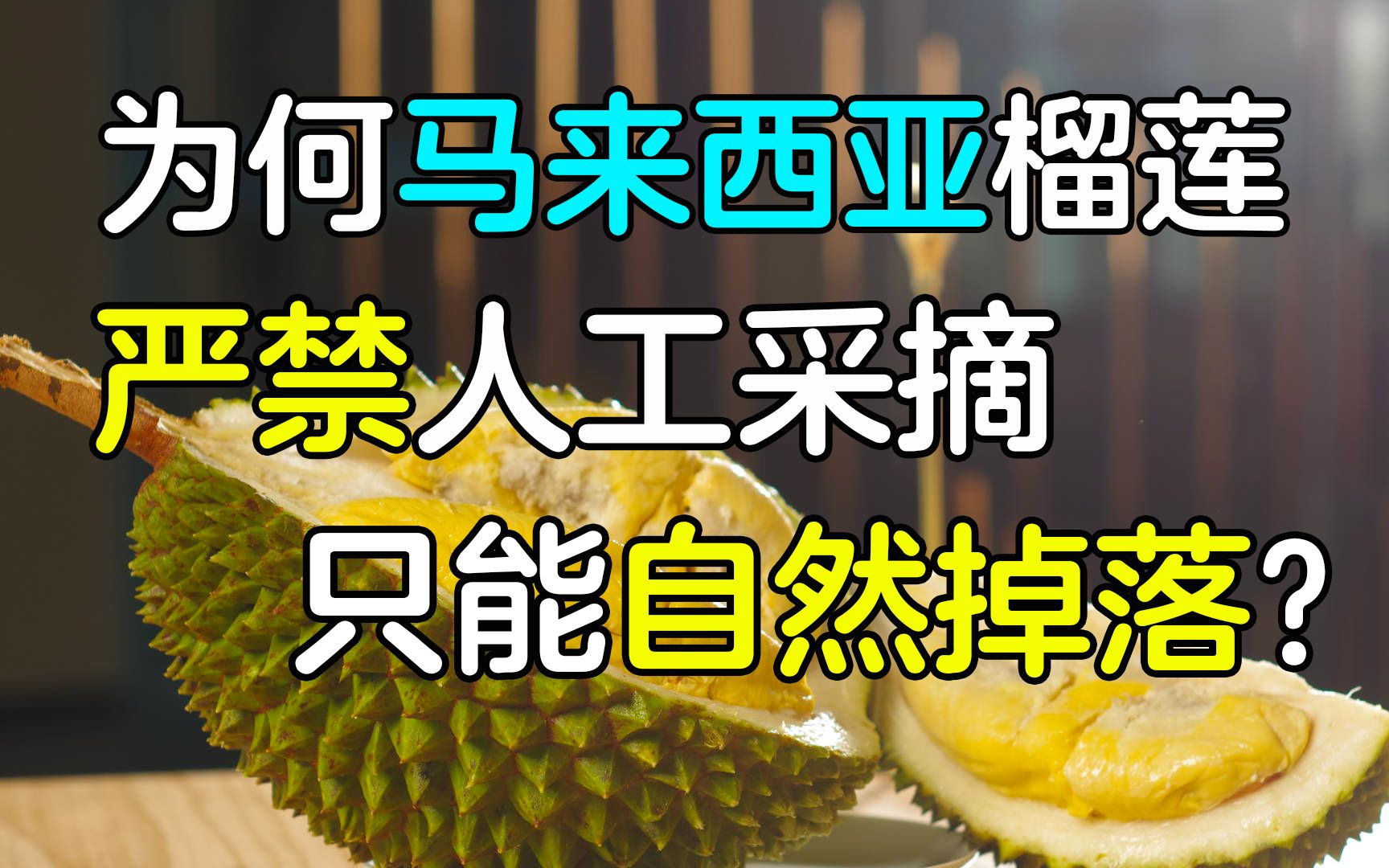 为何马来西亚榴莲 严禁人工采摘 只能自然掉落?哔哩哔哩bilibili