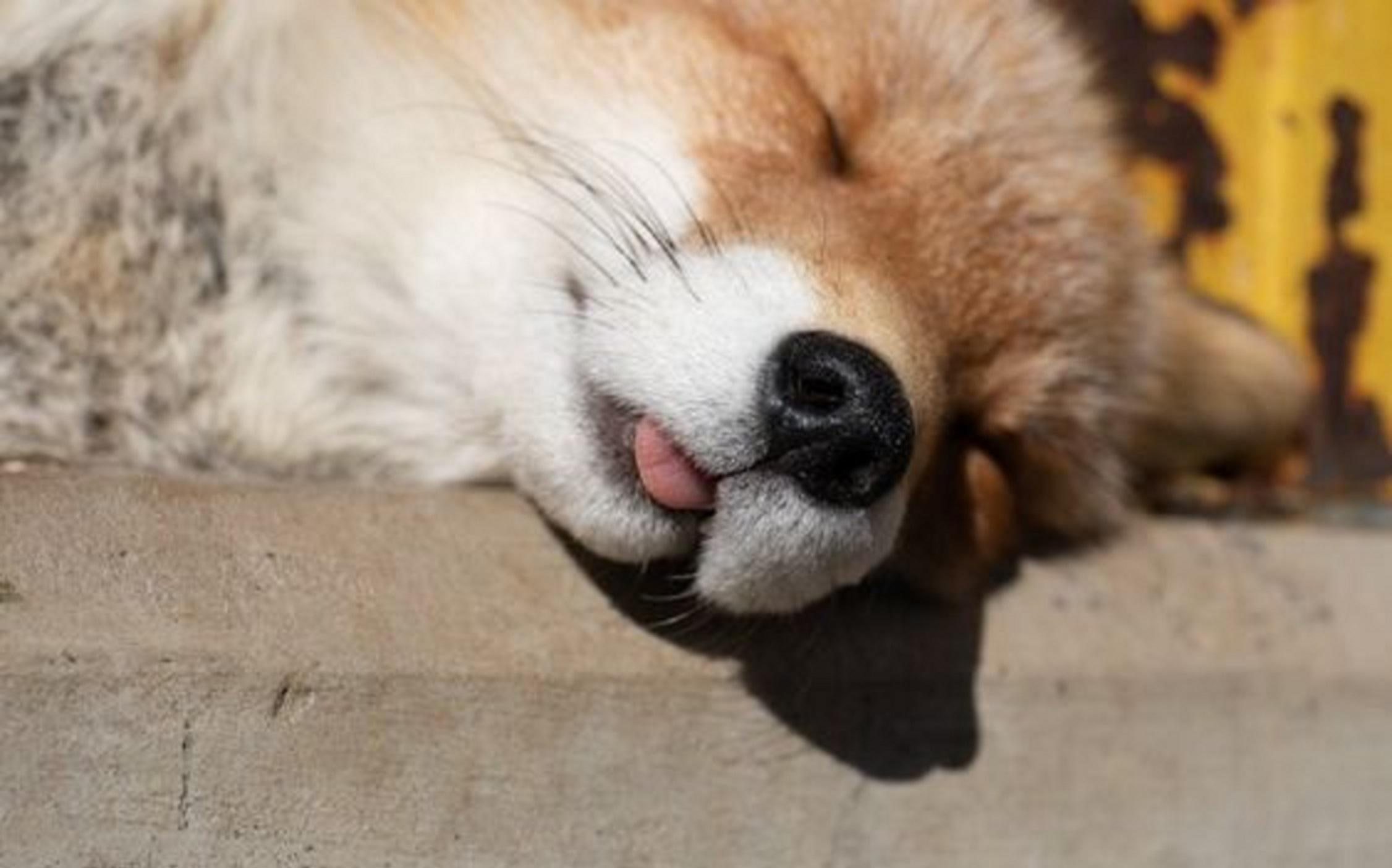 【狐狸】狐狐的奇妙舌头【2】