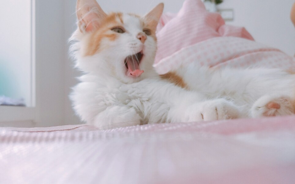 论如何盘醒一只橘子猫