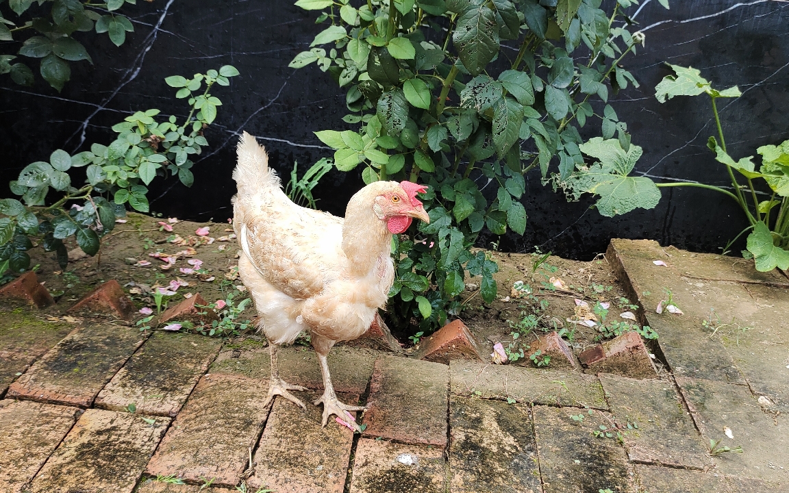 又高又瘦的蛋母鸡