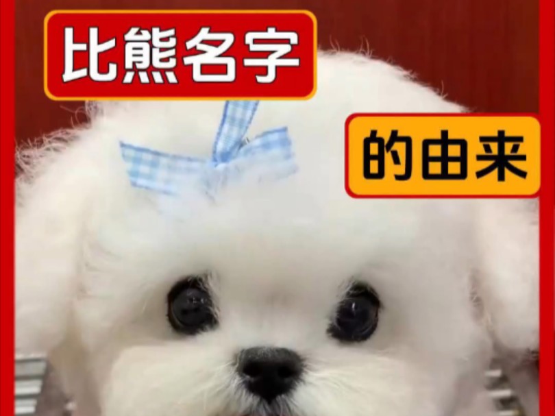 第90集丨比熊犬名字的由来,你知道吗?哔哩哔哩bilibili