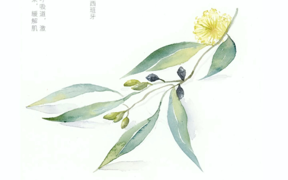 【蓝胶尤加利】手绘全过程