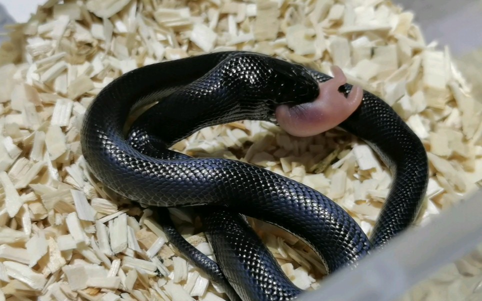 来看可爱小黑王蛇吃鼠鼠qwq!_哔哩哔哩 (゜-゜)つロ 干杯~-bilibili