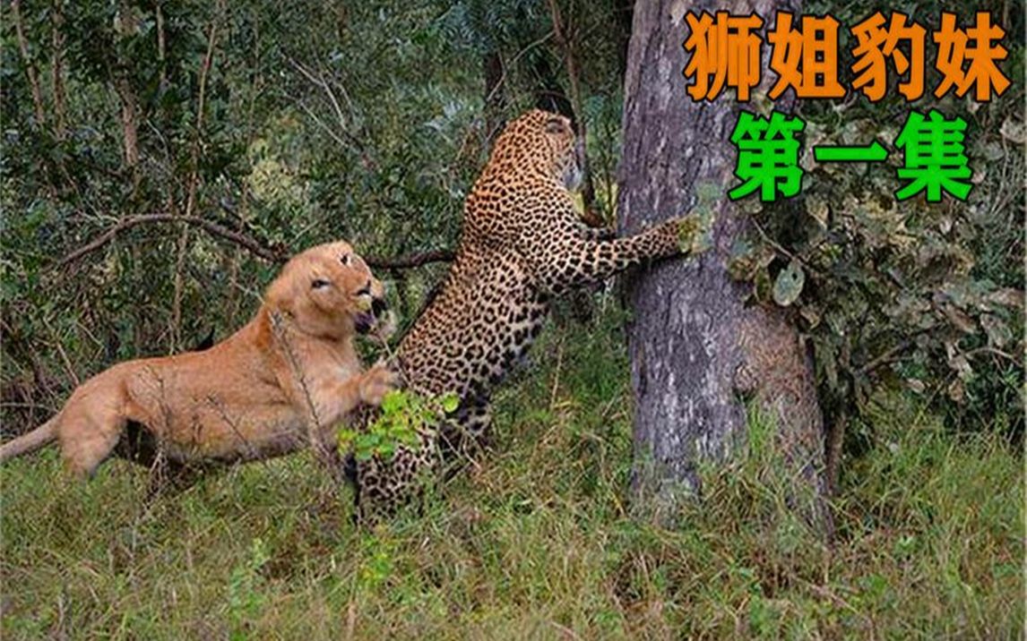 母狮和母豹亲如姐妹,一起合作捕食!狮姐豹妹!