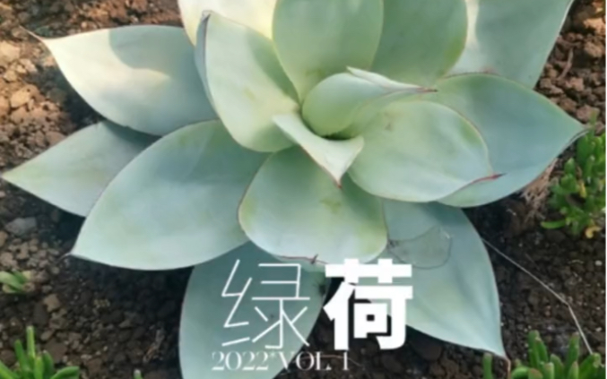 地面精灵 绿荷龙舌兰