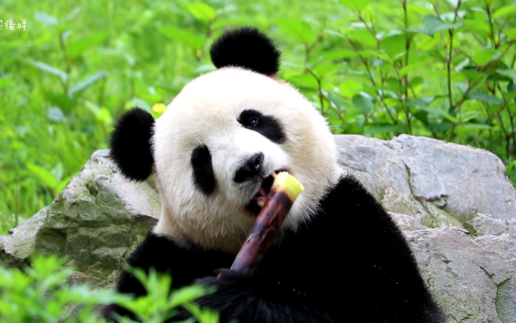 【大熊猫】暖暖吃笋