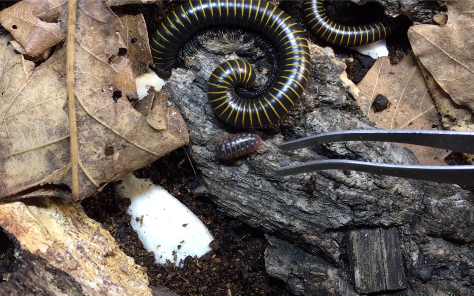 鼠妇新买的三种球鼠妇卷甲虫的开箱伪加安置