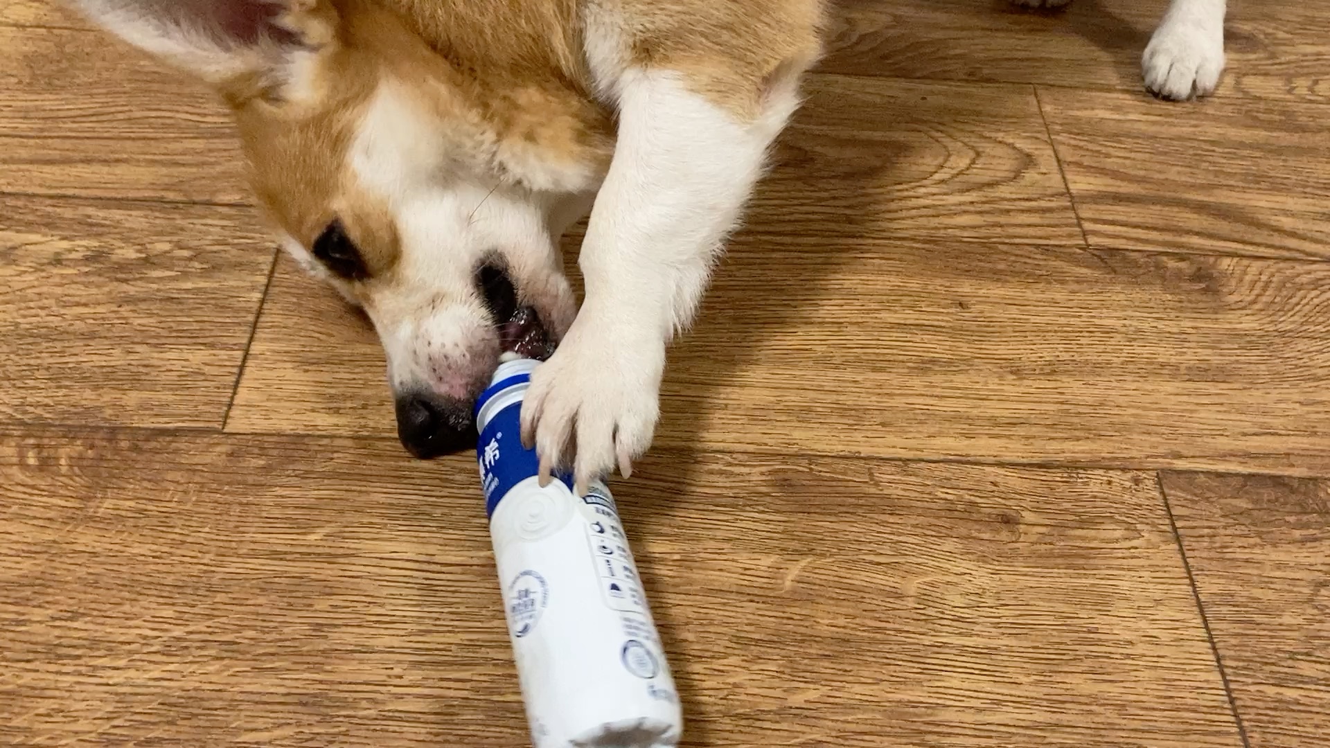 柯基日常|手脚并用舔瓶盖