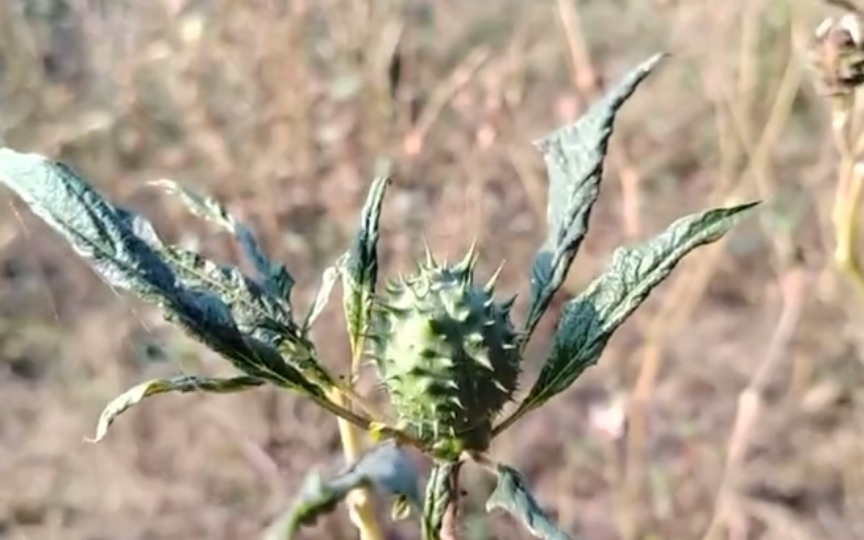 《曼陀罗果》具有平喘,祛风,止痛的功效