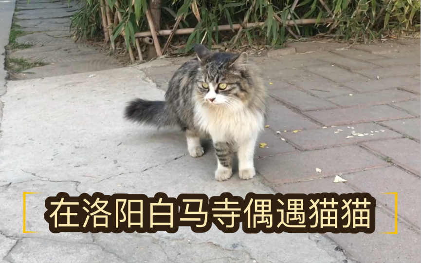 [图]在洛阳白马寺偶遇猫猫