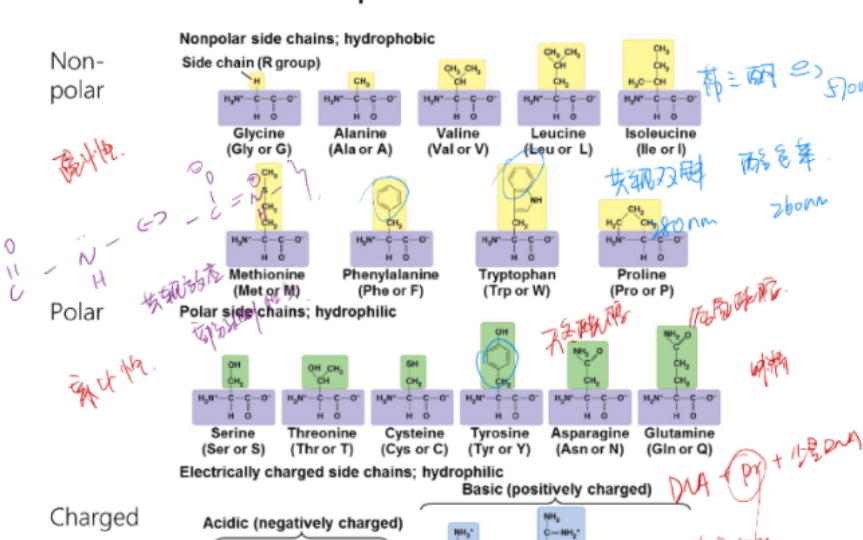 【高中生物竞赛】速通氨基酸理化性质、等电点,蛋白质四级结构哔哩哔哩bilibili
