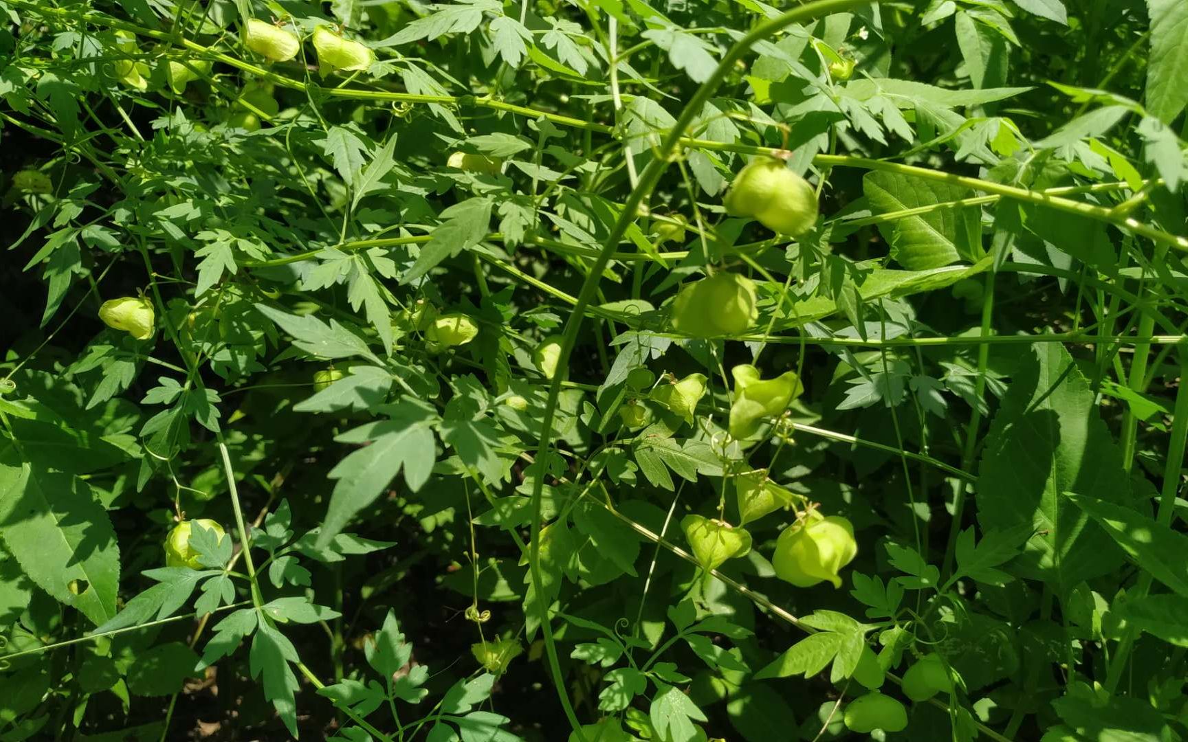 观赏植物倒地铃,它的嫩叶解毒还可以做美食,旁边还生长了很多类似鹿角
